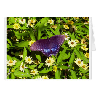 Iridescent Blue Lila mit Black Butterfly Wings