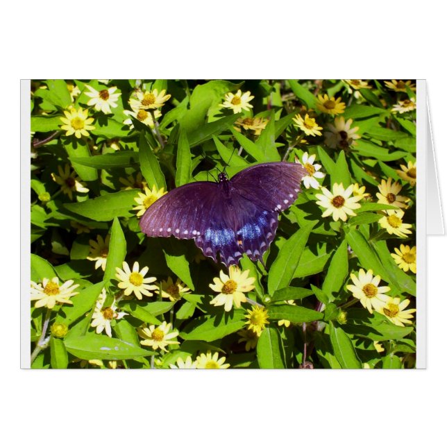 Iridescent Blue Lila mit Black Butterfly Wings (Vorderseite (Horizontal))