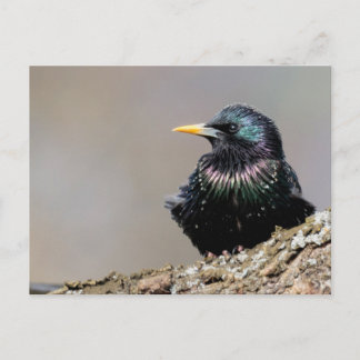 Iridescent European Starling Postkarte