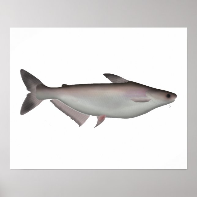 Iridescent Shark Poster (Vorne)