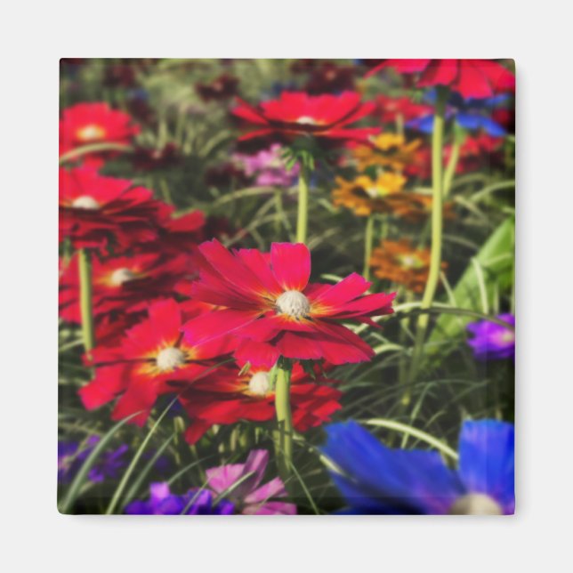 Iridescent Spring Magnet (Vorne)