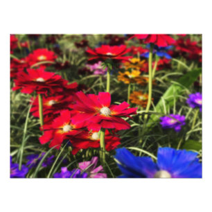 Iridesent Spring Foto Print