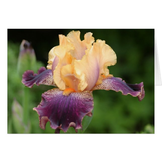 Iris (Vorderseite (Horizontal))