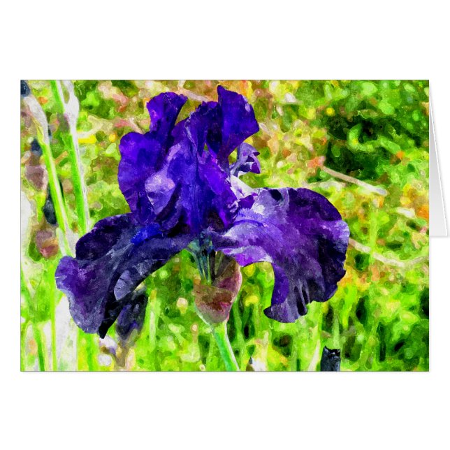 Iris (Vorderseite (Horizontal))