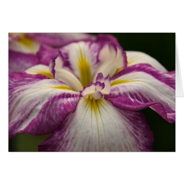 Iris (Vorderseite (Horizontal))