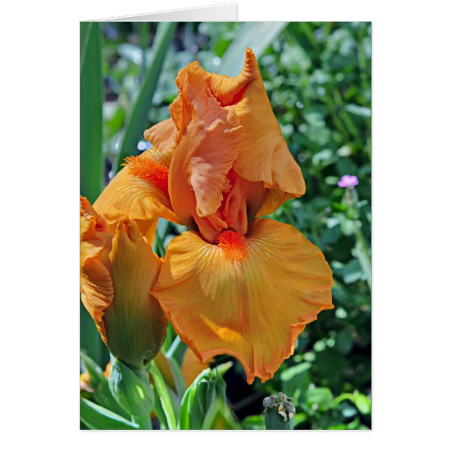 Iris 797 (Vorne)