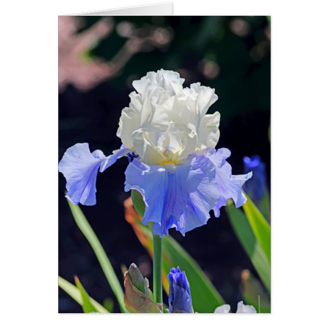Iris 965 (Vorne)