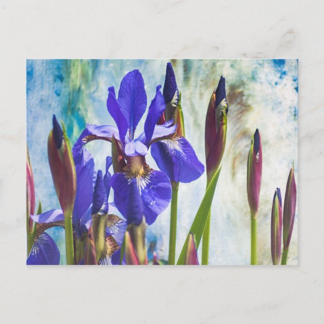 Iris abstrakt Foto Postkarte (Vorderseite)