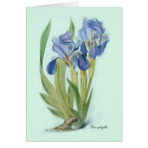 Iris aphylla