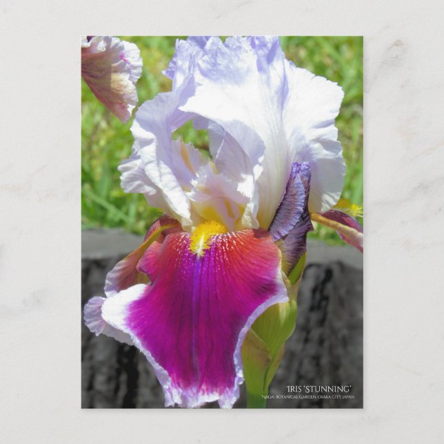 Iris "Atemberaubend" [Postkarte] Postkarte (Vorderseite)