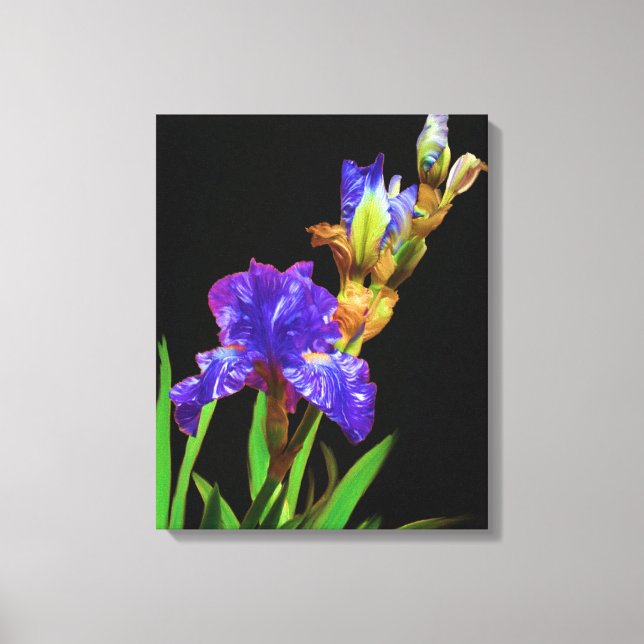 Iris auf schwarz leinwanddruck (Vorderseite)