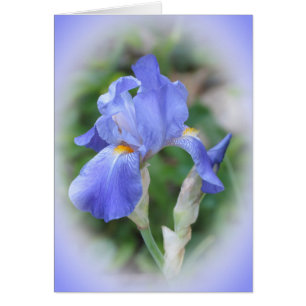 Iris Beauty