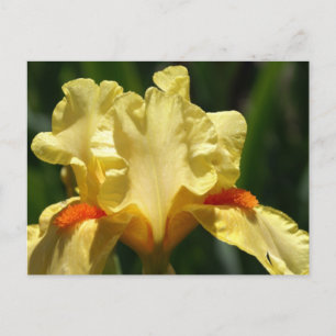 Iris Beauty Postkarte