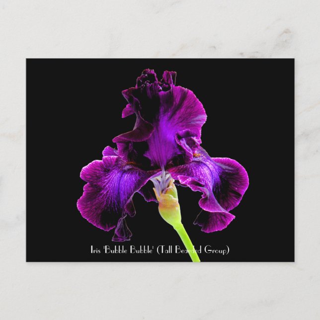 Iris-"Blasen-Blasen-" sammelbare Postkarten (Vorderseite)
