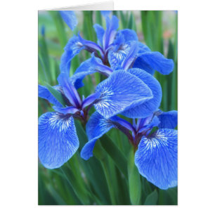 Iris-Blau