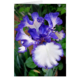 Iris ~ Blau und Weiß