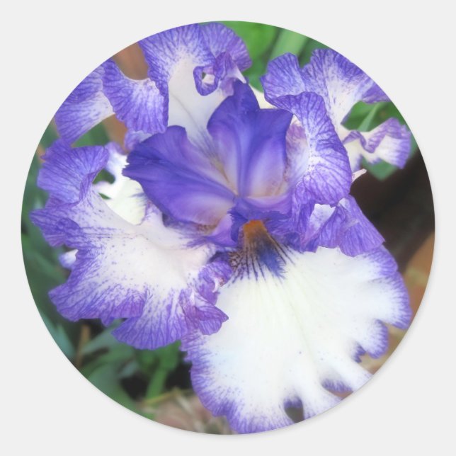 Iris ~ Blau und Weiß Runder Aufkleber (Vorderseite)