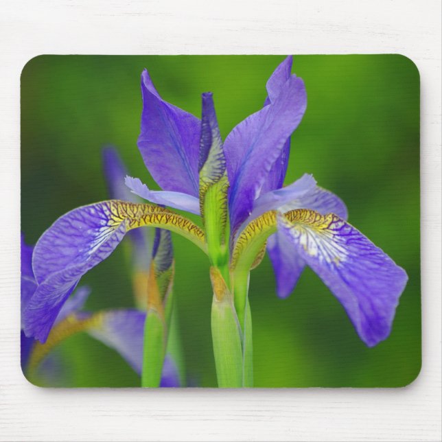 Iris Blue Blume Mousepad (Vorne)