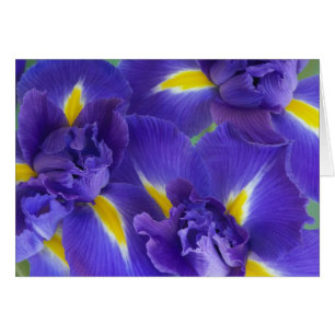 Iris-Blume