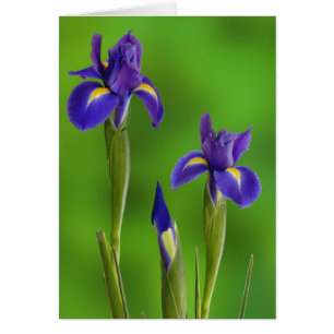 Iris-Blume