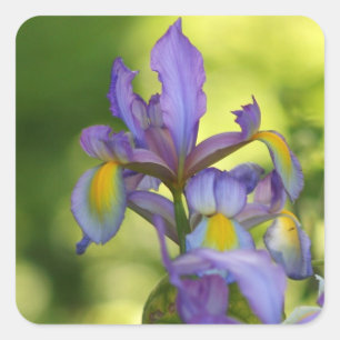 Iris-Blume Aufkleber