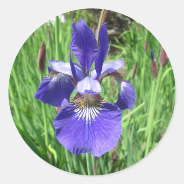 Iris Blume Blue Flag Runder Aufkleber (Vorderseite)