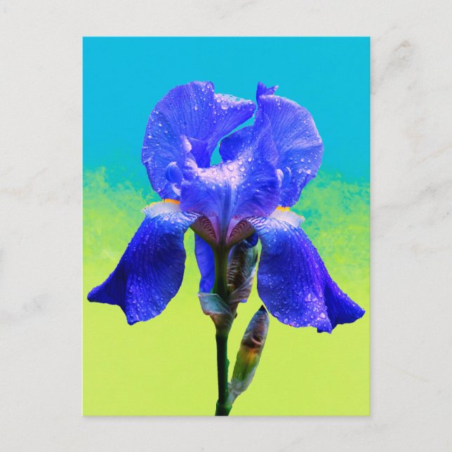 Iris-Blume Feiertagspostkarte (Vorderseite)