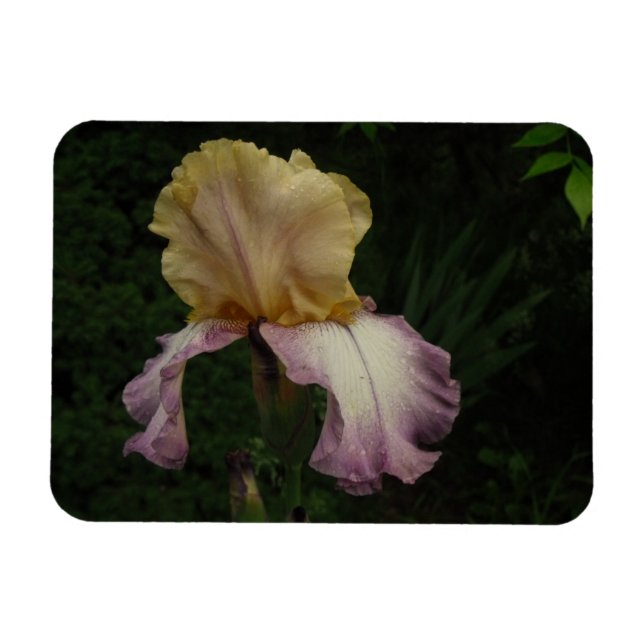 Iris Blume Floral Fotografie Magnet (Horizontal)