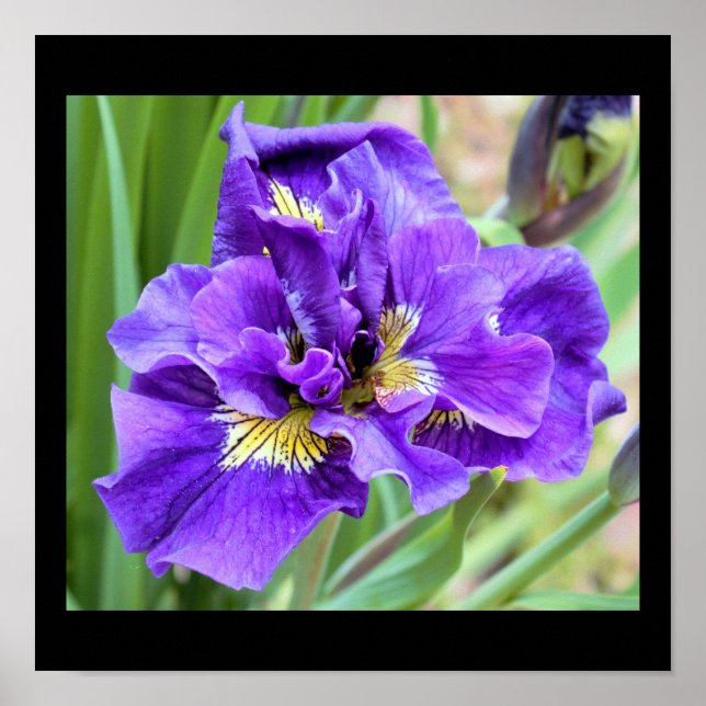 Iris Blume Foto Poster (Vorne)