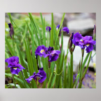 Iris Blume Foto