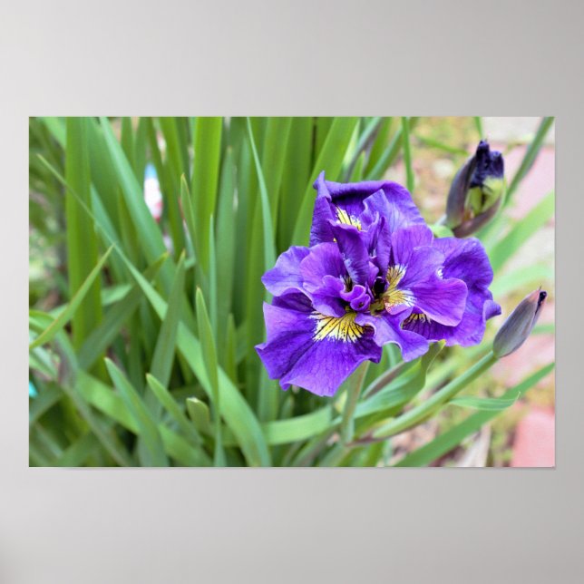 Iris Blume Foto Poster (Vorne)