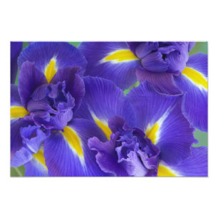 Iris-Blume Fotodruck