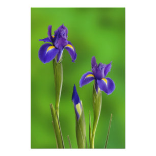 Iris-Blume Fotodruck