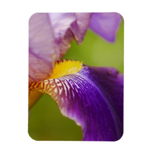 Iris Blume Magnet
