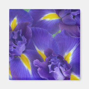 Iris-Blume Magnet