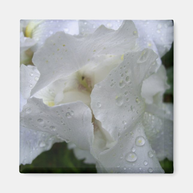 Iris-Blume-Magnet Magnet (Vorne)