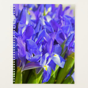 Iris-Blume Planer