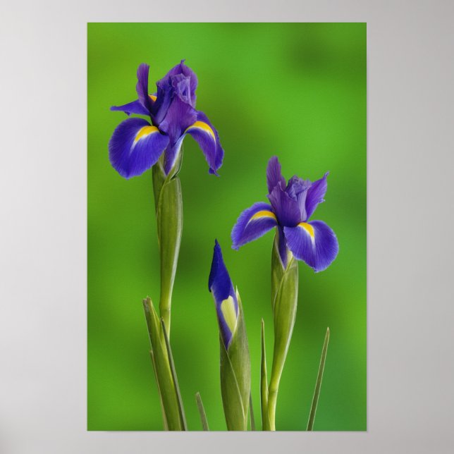 Iris-Blume Poster (Vorne)