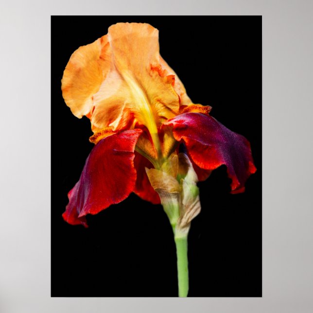 Iris-Blume Poster (Vorne)