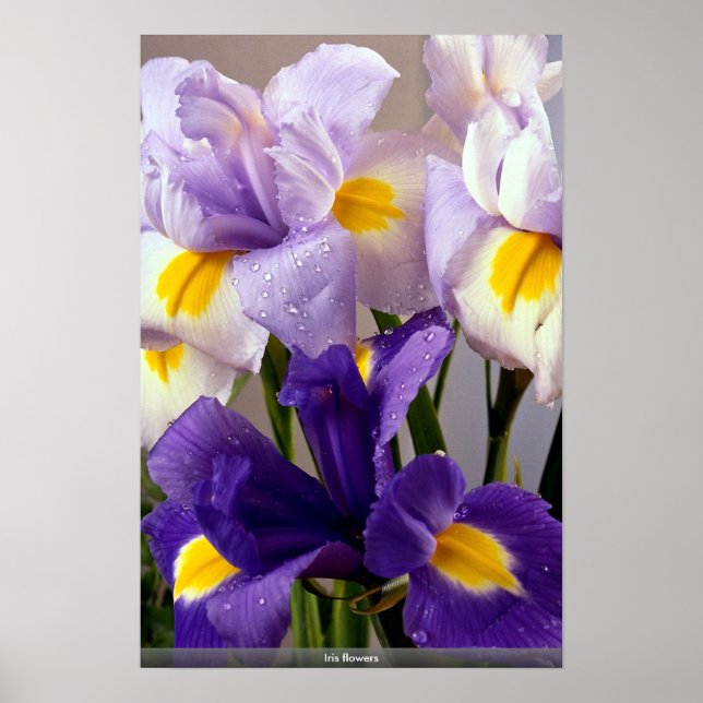 Iris-Blume Poster (Vorne)