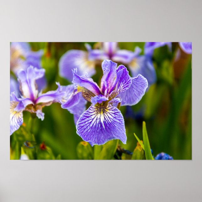 Iris Blume Poster (Vorne)