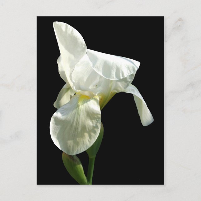 Iris-Blume Postkarte (Vorderseite)