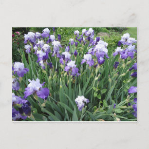 Iris-Blume Postkarte