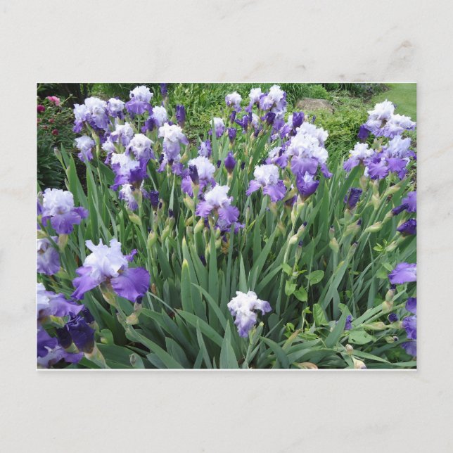 Iris-Blume Postkarte (Vorderseite)