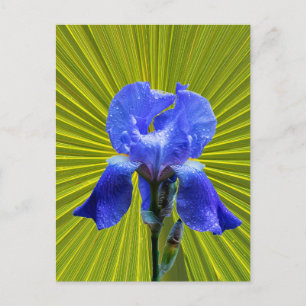 Iris-Blume Postkarte