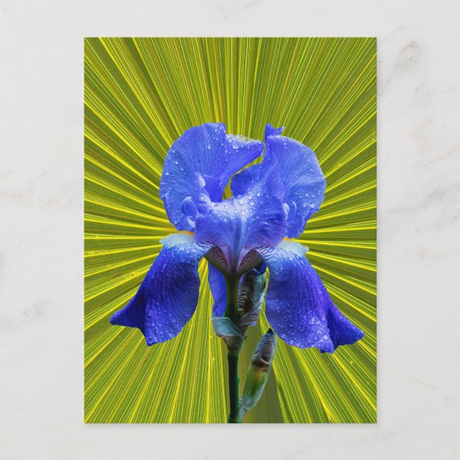 Iris-Blume Postkarte (Vorderseite)