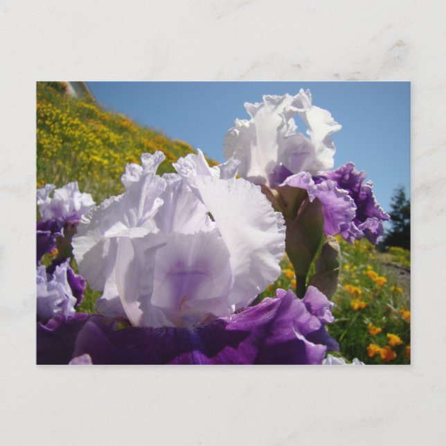Iris Blume Postkarten Benutzerdefinierte Lila Iris (Vorderseite)