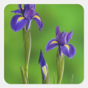 Iris-Blume Quadratischer Aufkleber