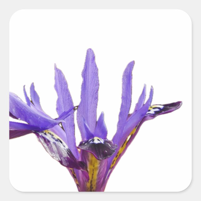 Iris-Blume Quadratischer Aufkleber (Vorderseite)