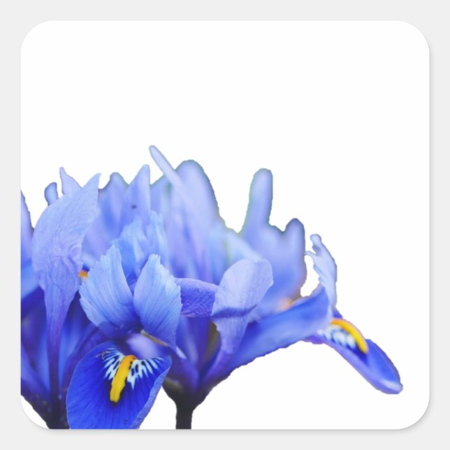 Iris-Blume Quadratischer Aufkleber (Vorderseite)